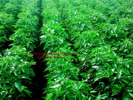 Kalocsai Fűszerpaprika Termesztés 5.